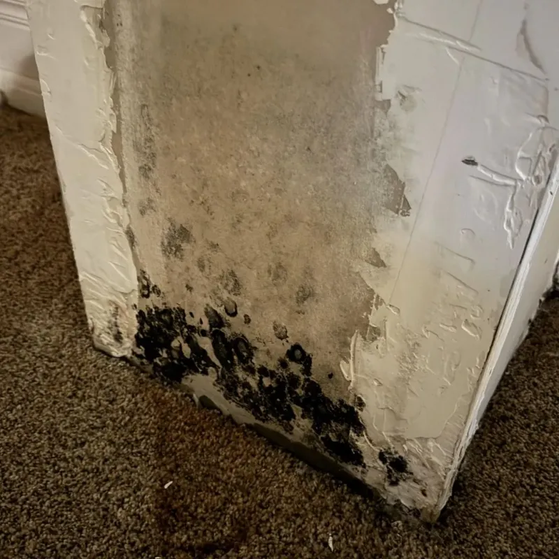 Professional Mold Removal in Gas City, IN